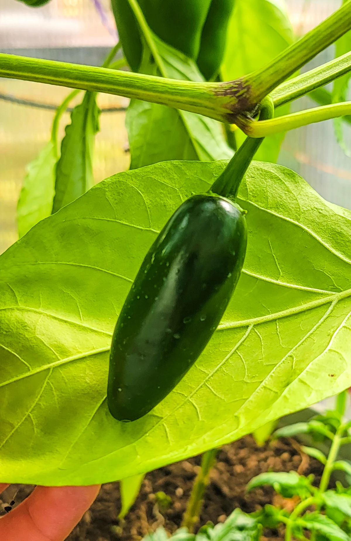jalapeno pepper plant
