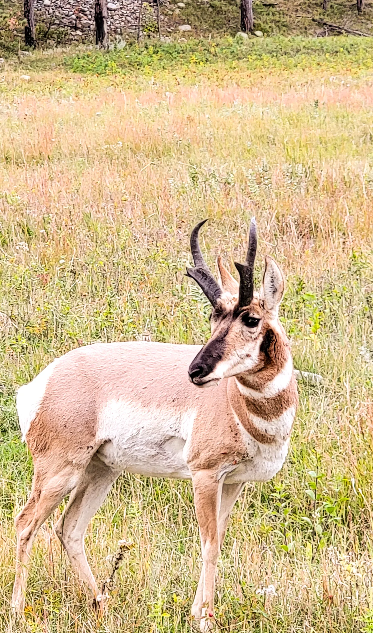 Antelope in South Dakota. 