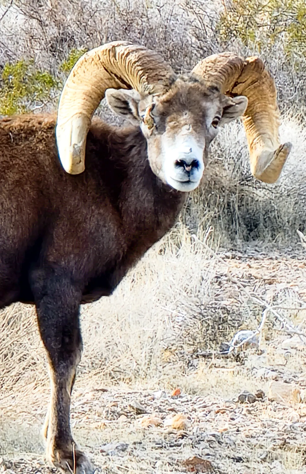 Big horn sheep at Custer State Park. 