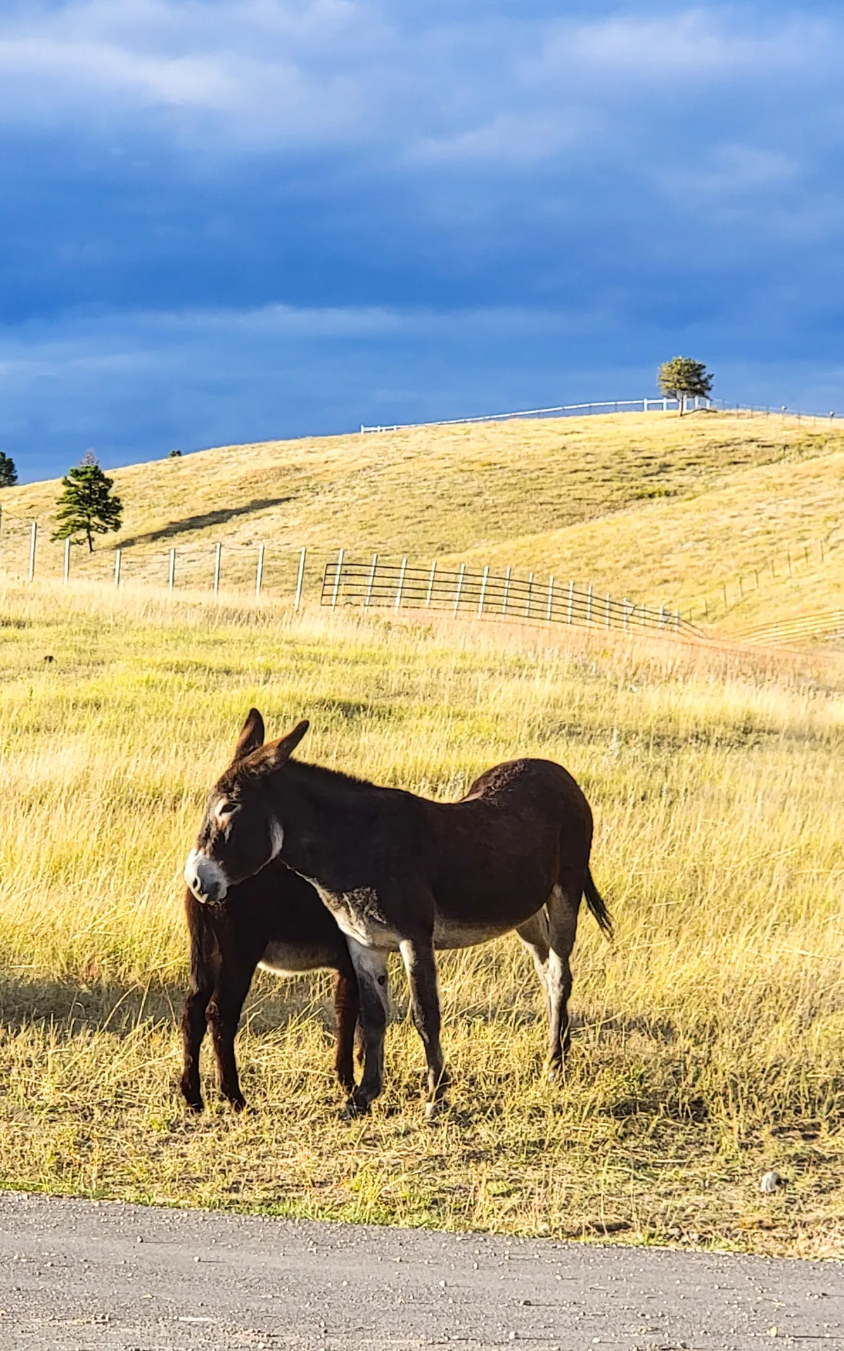 31 Best things to do in Custer State Park.