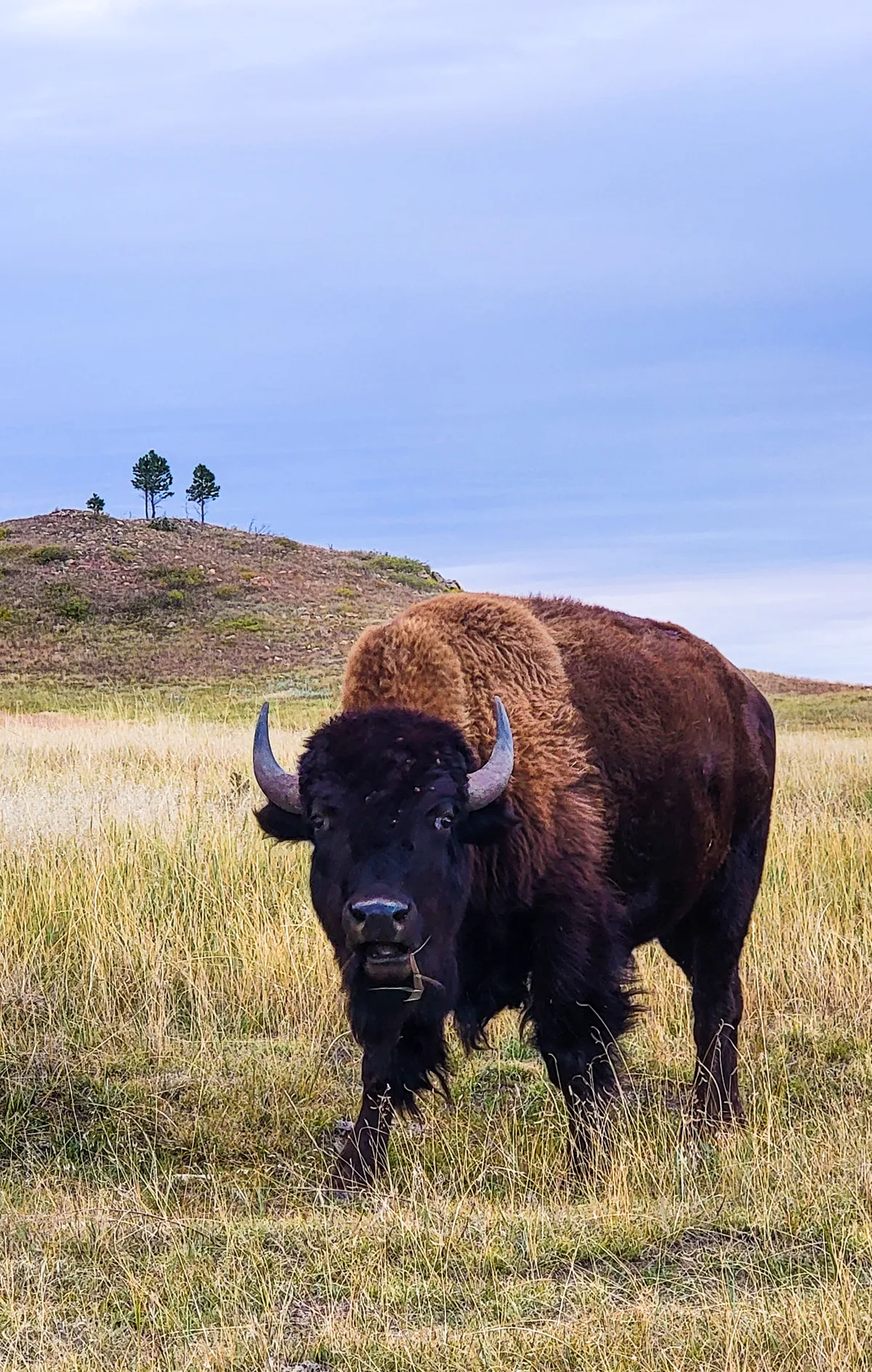 Buffalo in South Dakota. 