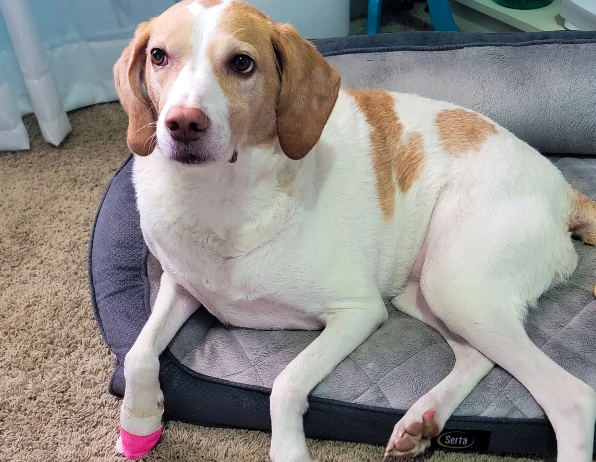 dog with grain allergy and bandaged paw 