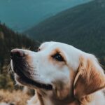 dog bucket list ideas