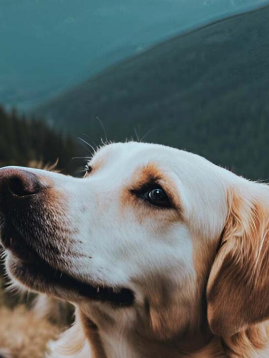 dog bucket list ideas